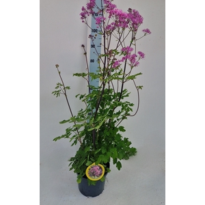 THAL AQUILEGIFOLIUM