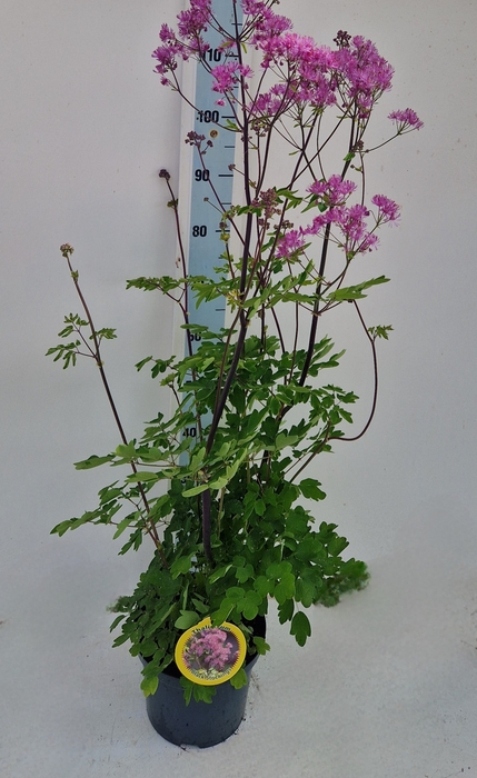 <h4>THAL AQUILEGIFOLIUM</h4>