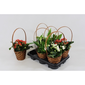 KAMERPL BLOEIEND GEM