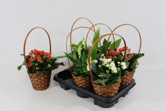 <h4>KAMERPL BLOEIEND GEM</h4>