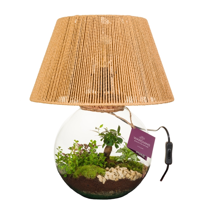 <h4>arr3 WR - Terrarium Moon light</h4>