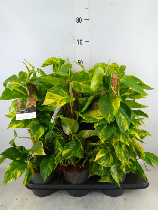 <h4>Epipremnum pinn.   ...moss stick</h4>