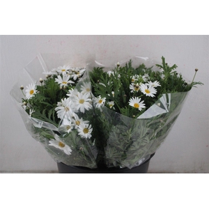 Margriet White Extra P Stem