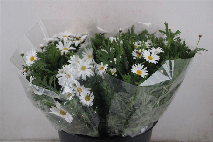 <h4>Margriet White Extra P Stem</h4>