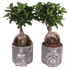 Ficus m. Ginseng pot ø12cm in 15cm Concrete Silver Buddha