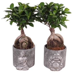 Ficus m. Ginseng pot ø12cm in 15cm Concrete Silver Buddha
