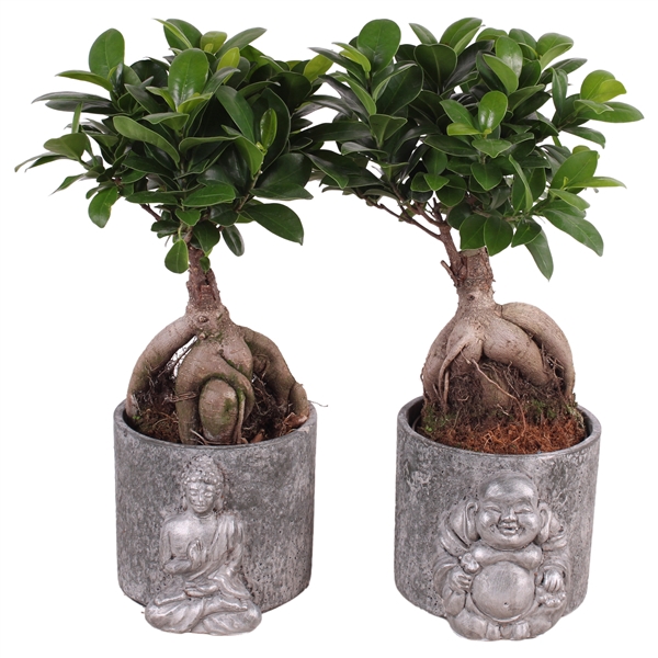 <h4>Ficus m. Ginseng pot ø12cm in 15cm Concrete Silver Buddha</h4>