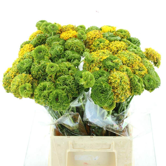 <h4>Ran Ponpon Merlino Orange Extra</h4>