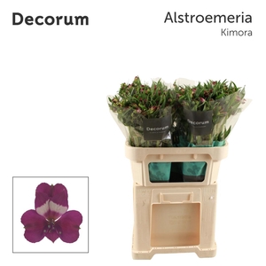 ALSTR KIMORA Decorum