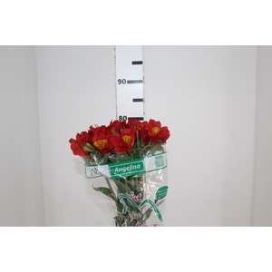 ALSTROEMERIA ANGELINA 080 CM