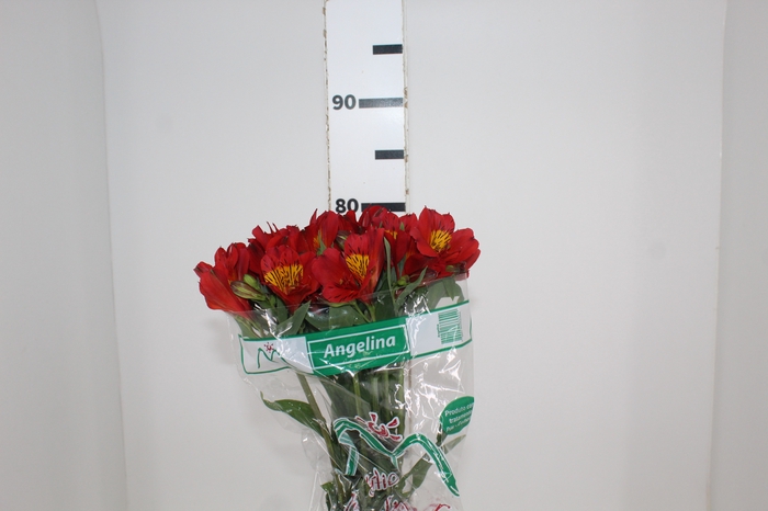 ALSTROEMERIA ANGELINA 080 CM
