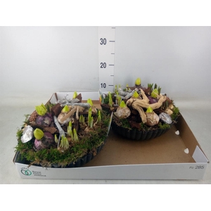 Arr.   Bol/Knolgewas L%