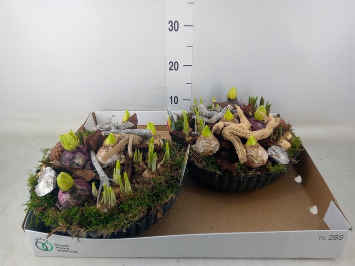 <h4>Arr. Bol/Knolgewas L%</h4>