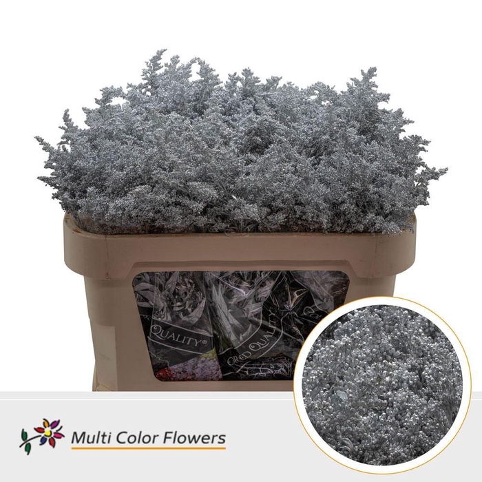 <h4>Solidago colored SILVER</h4>