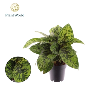 Homalomena Camouflage