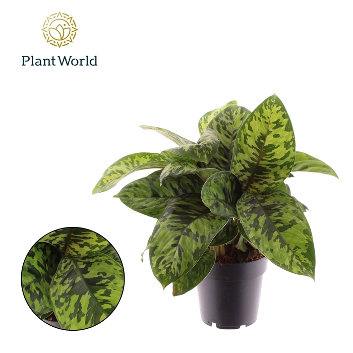 <h4>Homalomena Camouflage</h4>