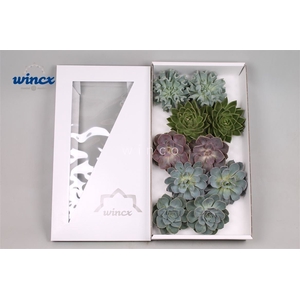 Echeveria Basic Mix (wincx) Cutfl (5 Spcs) Wincx-1