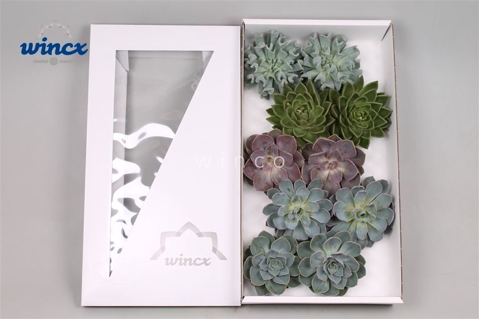 <h4>Echeveria Basic Mix (wincx) Cutfl (5 Spcs) Wincx-1</h4>