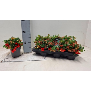 Gaultheria Big Berry