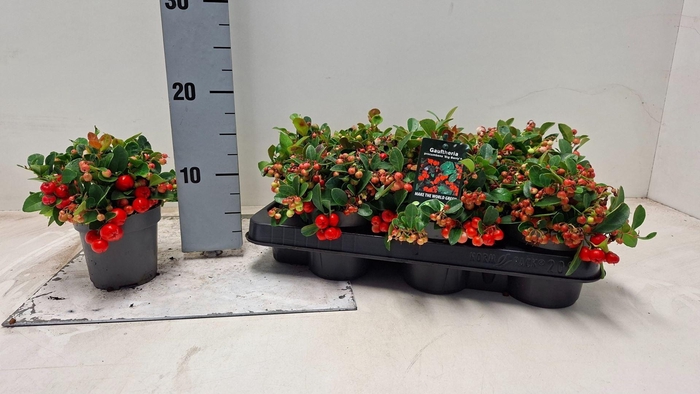 <h4>Gaultheria Big Berry</h4>