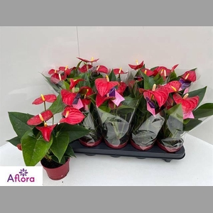 ANTHU AN BAMBINO RED