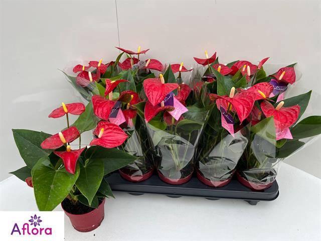 <h4>ANTHU AN BAMBINO RED</h4>