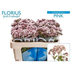 EUPAT RU LUCKY PINK