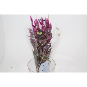 CELOSIA RABO DE GATO 060 CM ROSA