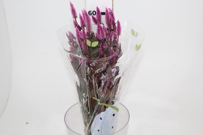 <h4>CELOSIA RABO DE GATO 060 CM ROSA</h4>