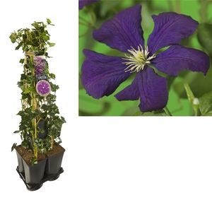 1 m. privacy mix Hedera + Clematis vit. 'Etoile Violette' +label