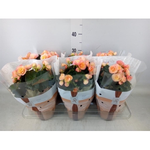 Begonia elat. DU 'Hailey Sunset'