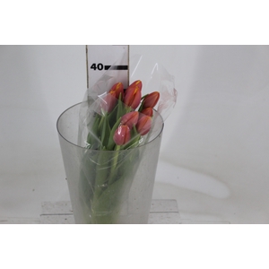 TULIPA DOBRADA BICOLOR VARIADO COM BULBO