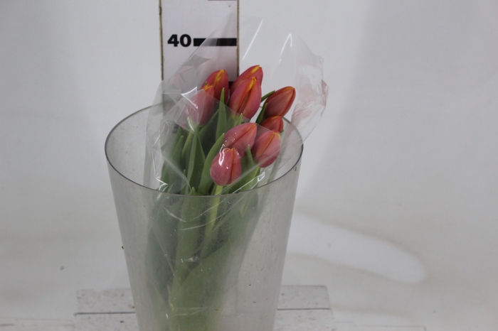 <h4>TULIPA DOBRADA BICOLOR VARIADO COM BULBO</h4>