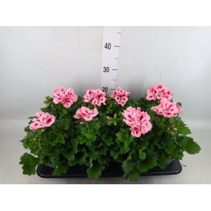 Pelargonium gran.   ..