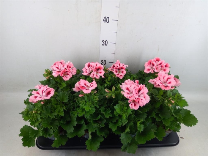 <h4>Pelargonium gran.   ..</h4>