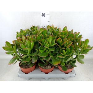 Crassula ovata 'Sunset'