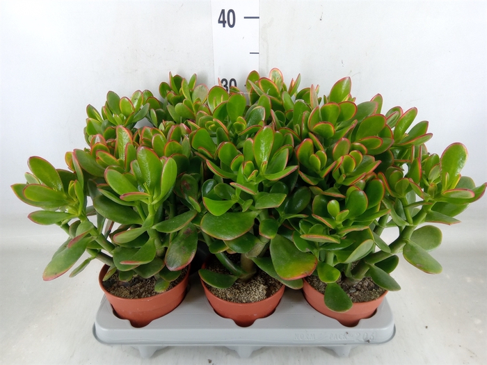 <h4>Crassula ovata 'Sunset'</h4>