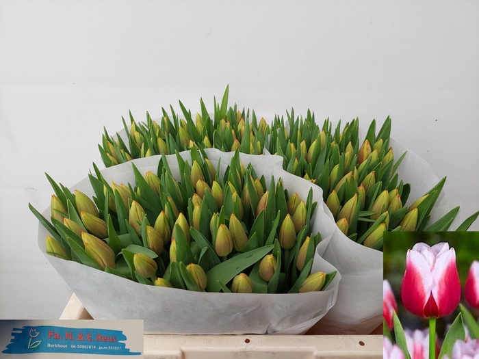 <h4>TU EN LEEN VD MARK</h4>