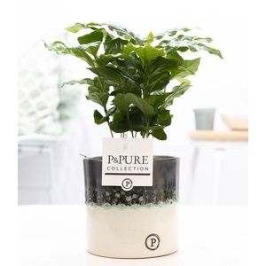 Coffea Arabica Keramiek Illusion