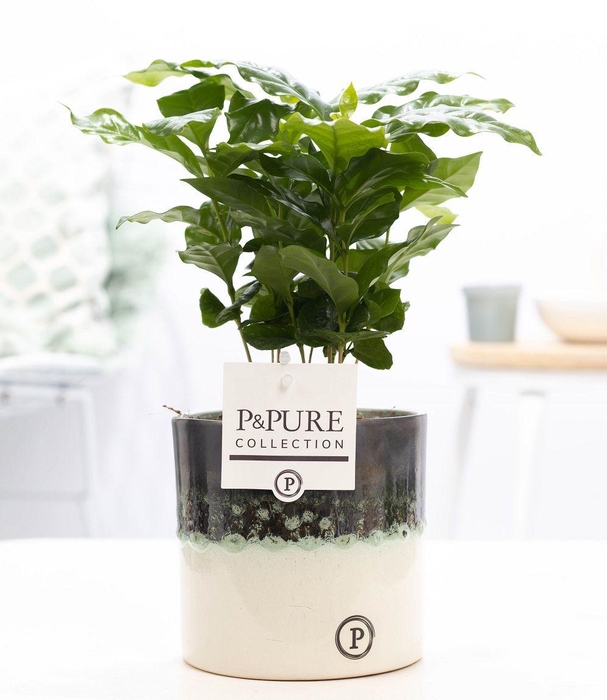 <h4>Coffea Arabica in P&PURE Illusion cer. (perfectly imperfectable)</h4>