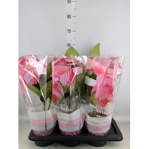 Medinilla magn. 'Flamenco'