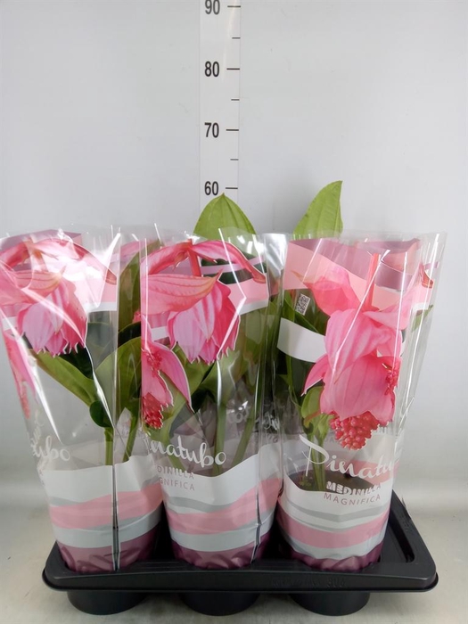 <h4>Medinilla magn. 'Flamenco'</h4>