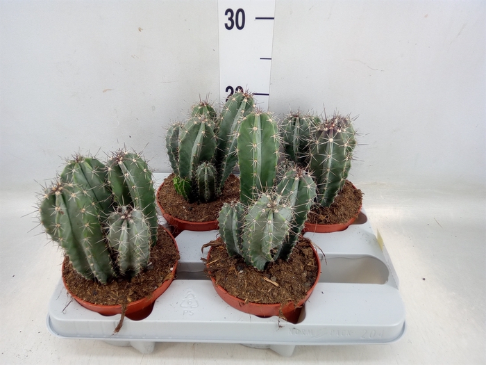 <h4>Cactus   ...</h4>