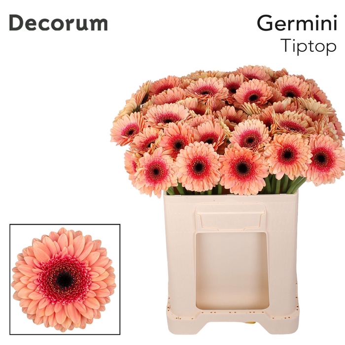 <h4>Germini Tiptop Water</h4>