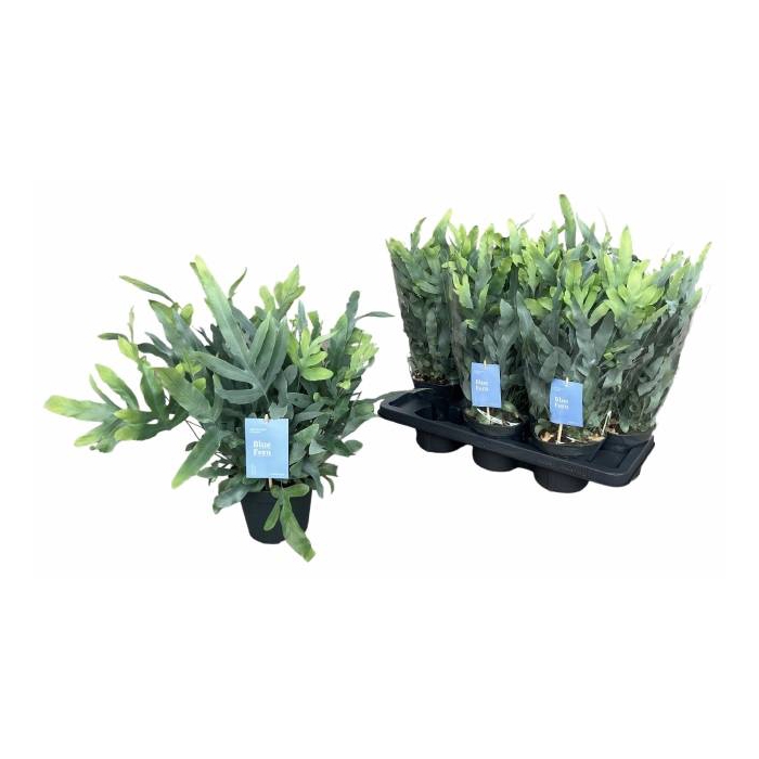 <h4>Phlebodium aureum blue star 14Ø 40cm</h4>