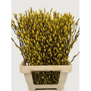 Salix Wilgenkatjes Yellow 70cm P Stem