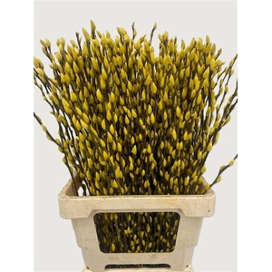 Salix Wilgenkatjes Yellow 70cm P Stem