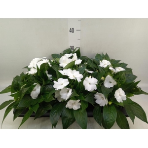 Impatiens NG 'Tamarinda White'