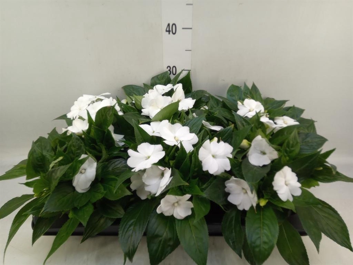 <h4>Impatiens NG 'Tamarinda White'</h4>