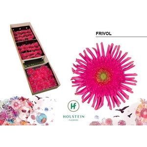 Gerbera Gerpasta Frivol